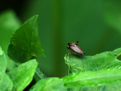 Alcimocoris japonensis
