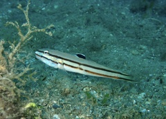 Valenciennea helsdingenii