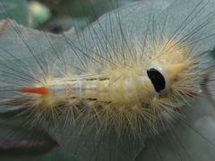 Calliteara pseudabietis