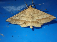 Euchlaena tigrinaria