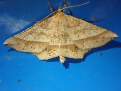 Euchlaena tigrinaria