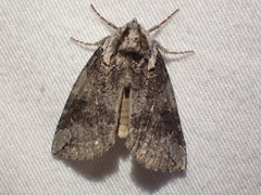 Euthyatira semicircularis