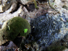 Petalocephala