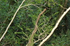 Buxus colchica