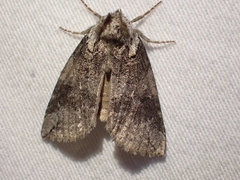 Euthyatira semicircularis