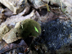 Petalocephala