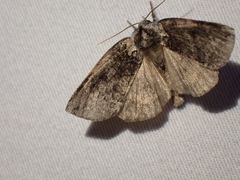 Euthyatira semicircularis