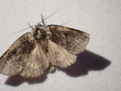 Euthyatira semicircularis