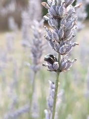 Chrysolina americana