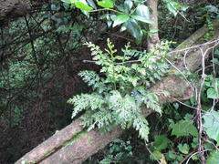Asplenium rutifolium