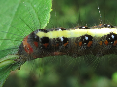 Acronicta cuspis