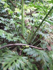 Asplenium rutifolium