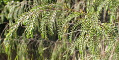 Passerina falcifolia