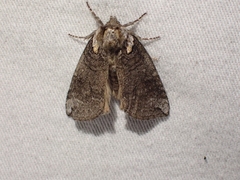 Euthyatira semicircularis