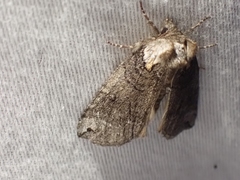 Euthyatira semicircularis