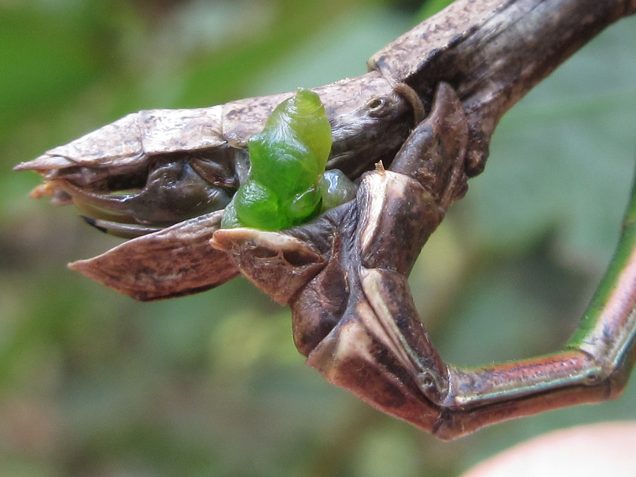 Phraortes elongatus (Thunberg, 1815)