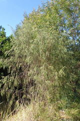 Passerina falcifolia