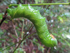 Clanis bilineata