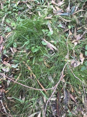 Poa tenera