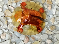 Aspidimorpha sanctaecrucis