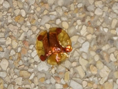 Aspidimorpha sanctaecrucis