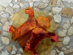 Aspidimorpha sanctaecrucis