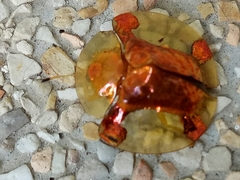 Aspidimorpha sanctaecrucis