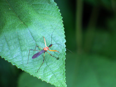 Endochus cingalensis