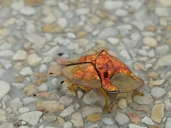 Aspidimorpha sanctaecrucis