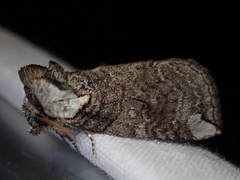 Euthyatira semicircularis