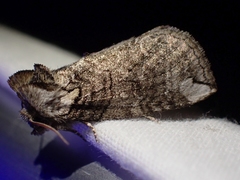 Euthyatira semicircularis