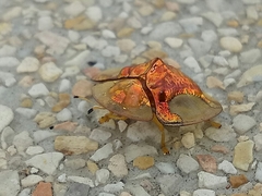 Aspidimorpha sanctaecrucis