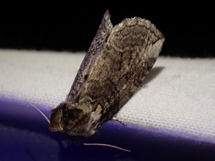 Euthyatira semicircularis