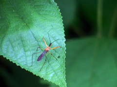 Endochus cingalensis