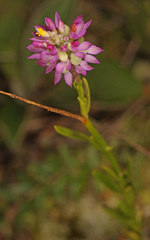Polygala mariana