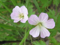 Geranium schlechteri