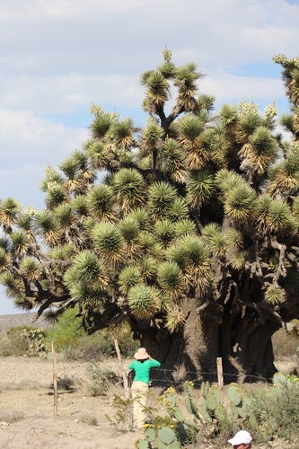 palm yucca