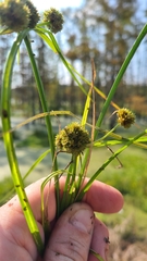 Cyperus blepharoleptos