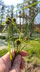 Cyperus blepharoleptos