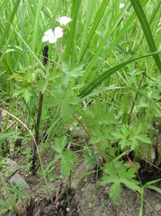 Geranium schlechteri