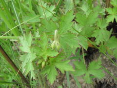 Geranium schlechteri