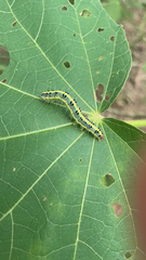 Xanthodes transversa