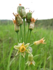 Tulbaghia