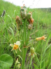 Tulbaghia