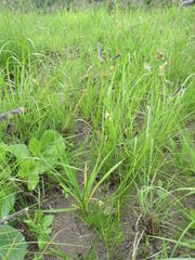 Tulbaghia