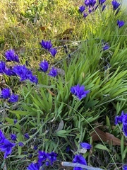 Babiana angustifolia