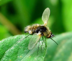 Bombylisoma