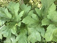 Heracleum sosnowskyi