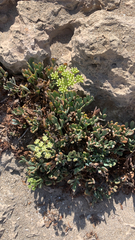 Crithmum maritimum