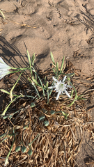 Pancratium maritimum